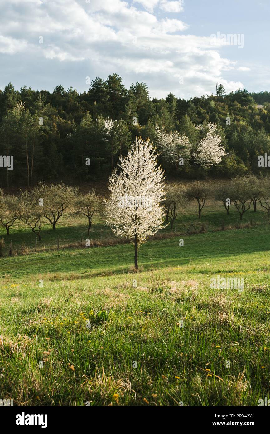 Albero di frutta bianco in fiore sul prato verde al tramonto - foto verticale. Stagione dei fiori al parco con cielo nuvoloso blu e luce del sole. Toni caldi di b Foto Stock