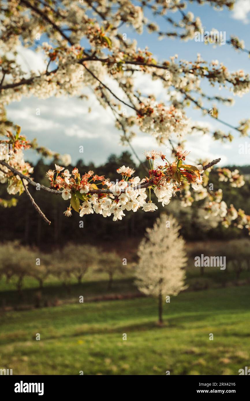 Albero di frutta bianco in fiore sul prato verde al tramonto - foto verticale. Stagione dei fiori al parco con cielo nuvoloso blu e luce del sole. Toni caldi di b Foto Stock