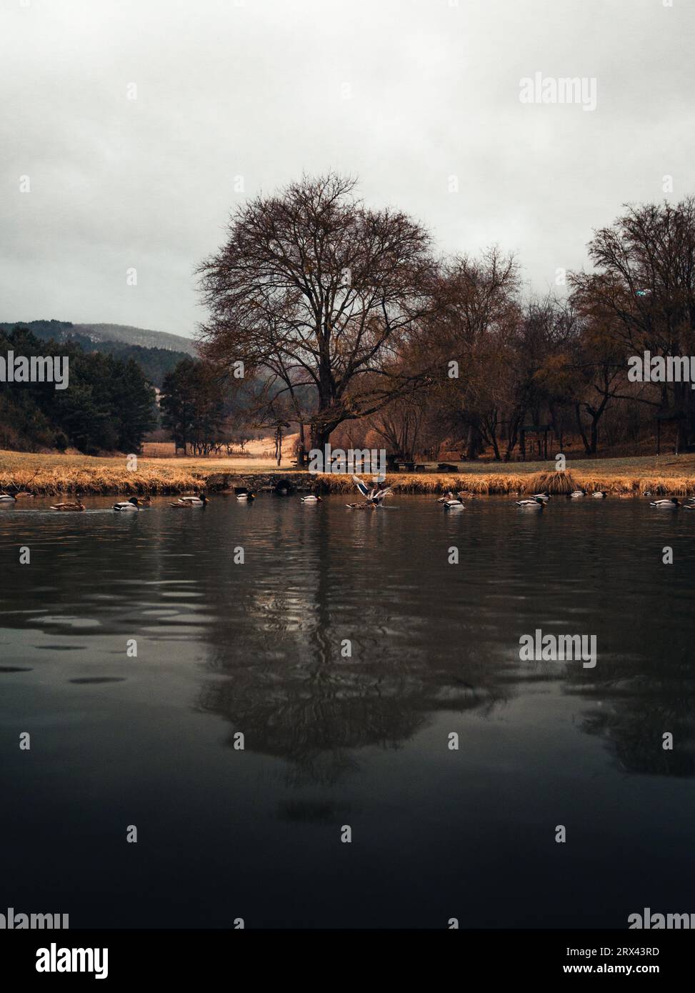 Immagine drammatica del bellissimo lago lungoso (stagno) con un grande albero e un prato sullo sfondo. Foto noiosa di albero nel parco in inverno con anatre sul sur Foto Stock