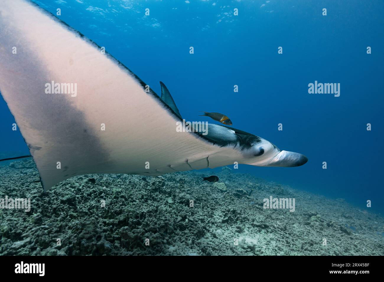 reef manta ray, Mobula alfredi, che viene ripulito dai parassiti da avvolgile endemiche, Thalassoma duperrey, Keauhou, South Kona, Hawaii, USA Foto Stock