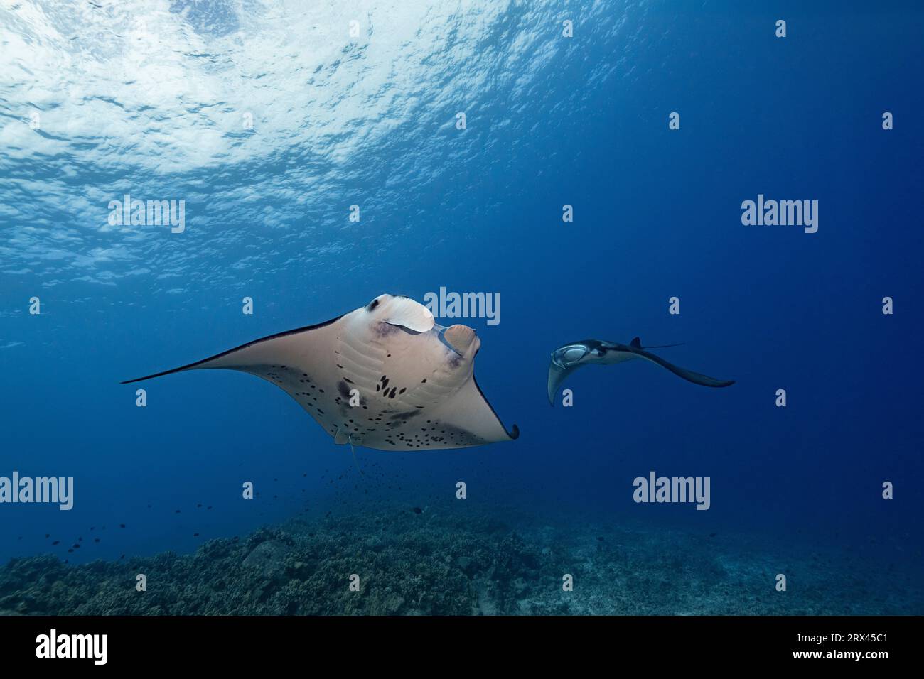 Mante della barriera corallina, Mobula alfredi (ex Manta alfredi, M. birostris), Keahole Point, North Kona, Hawaii Island ( The Big Island ), Hawaii, USA Foto Stock