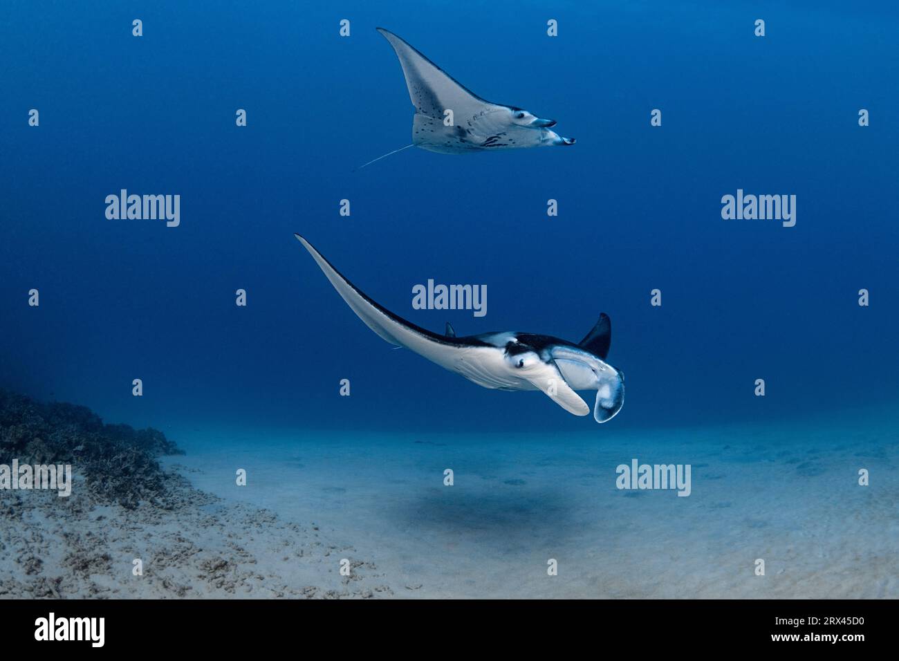 Mante della barriera corallina, Mobula alfredi (precedentemente Manta alfredi, M. birostris), Keauhou Bay, South Kona, Hawaii Island ( The Big Island ), Hawaii, USA Foto Stock