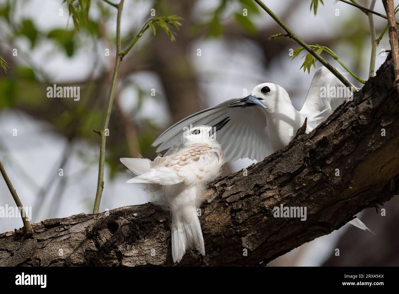 Terna bianca o terna delle fate, Gygis alba, genitore (destra) che dà da mangiare ai piccoli pesci a pulcini di grandi dimensioni (sinistra), Ala Moana Beach Park, Honolulu, Oahu Island, Hawaii, Stati Uniti Foto Stock