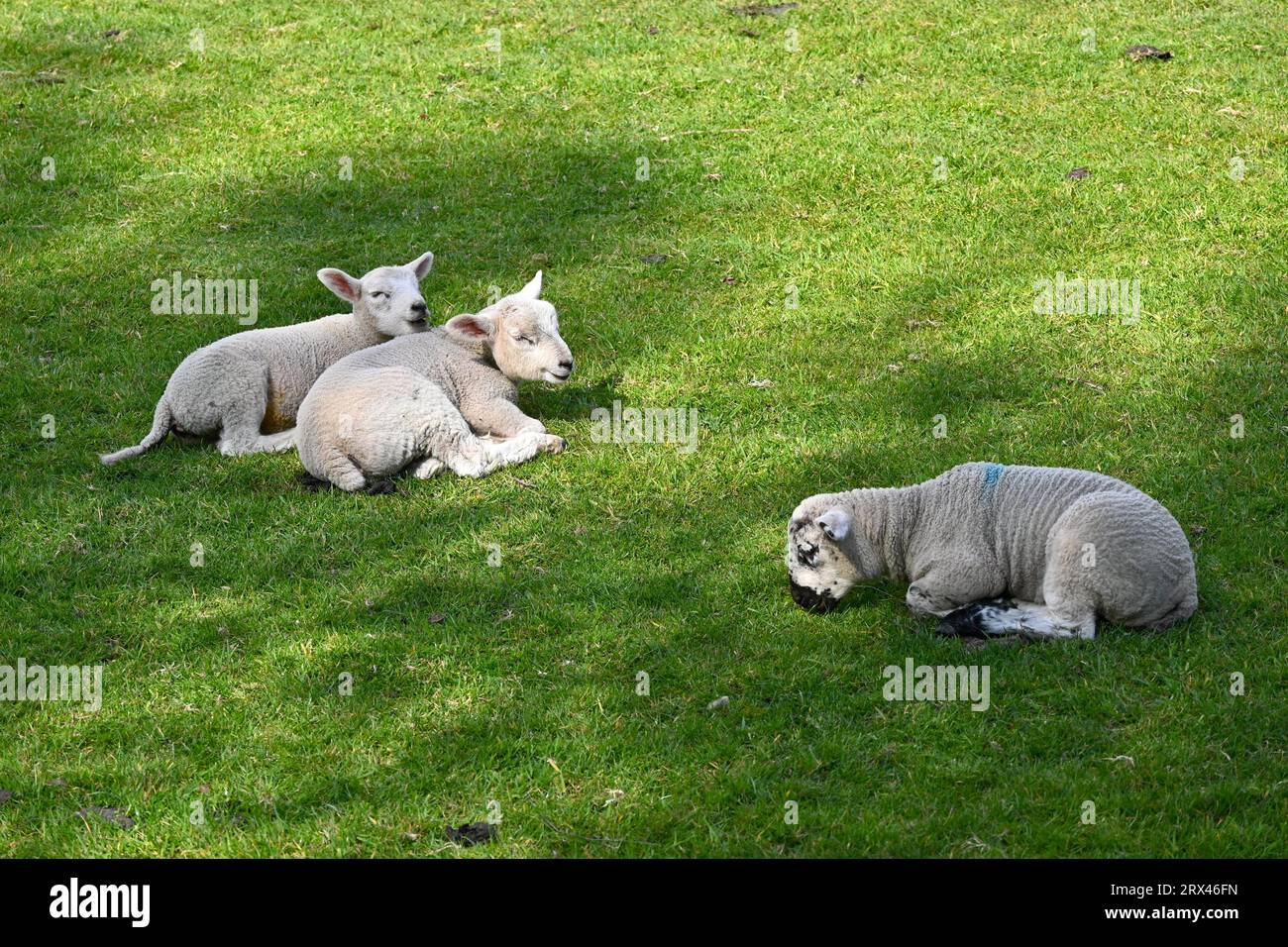 Tre Lambs sonnolenti in un campo nel Galles del Nord, Regno Unito Foto Stock