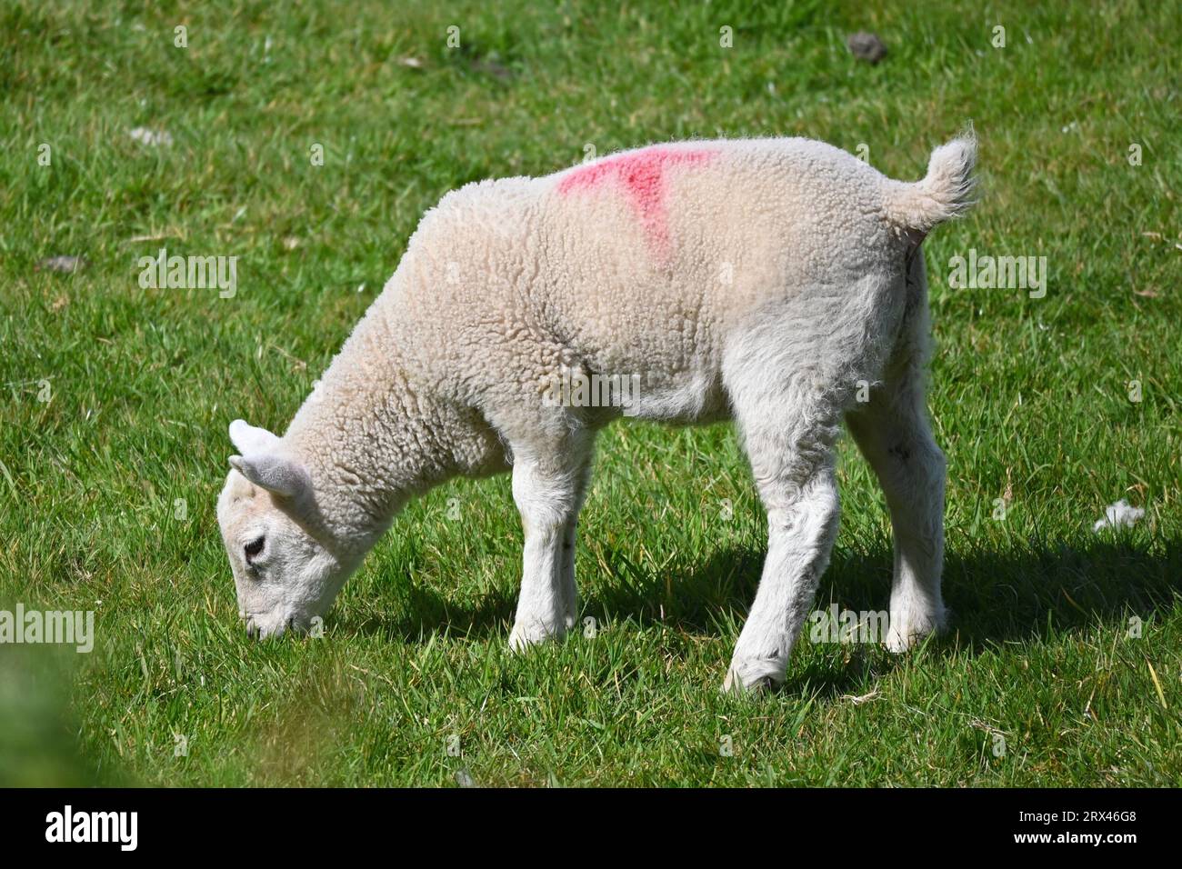 Un giovane agnello che pascolava in un campo nel Galles del Nord, Regno Unito Foto Stock