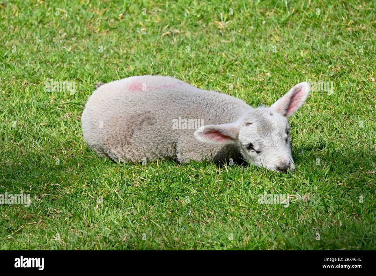 Un giovane agnello sonnacchioso in un campo nel Galles del Nord, Regno Unito Foto Stock
