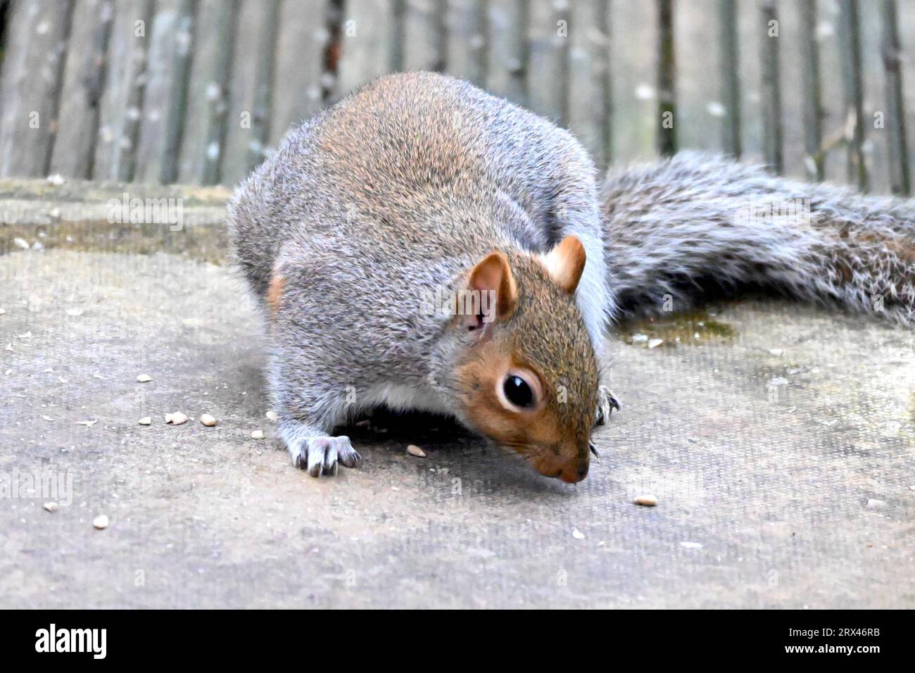 A Grey Squirrel che mangia semi nel Galles del Nord, Regno Unito Foto Stock