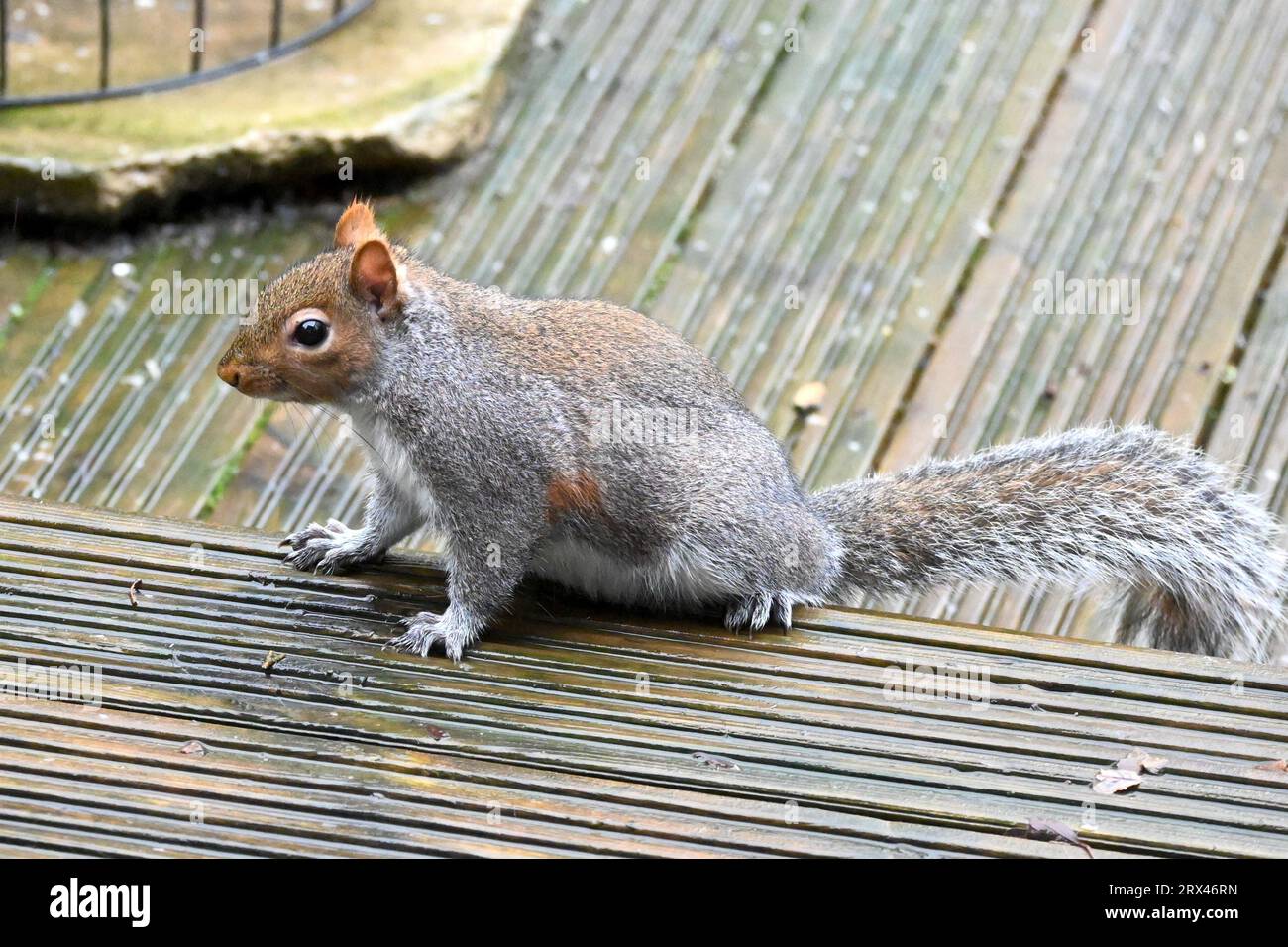 Uno scoiattolo grigio su un ponte di legno nel Galles del Nord, Regno Unito Foto Stock