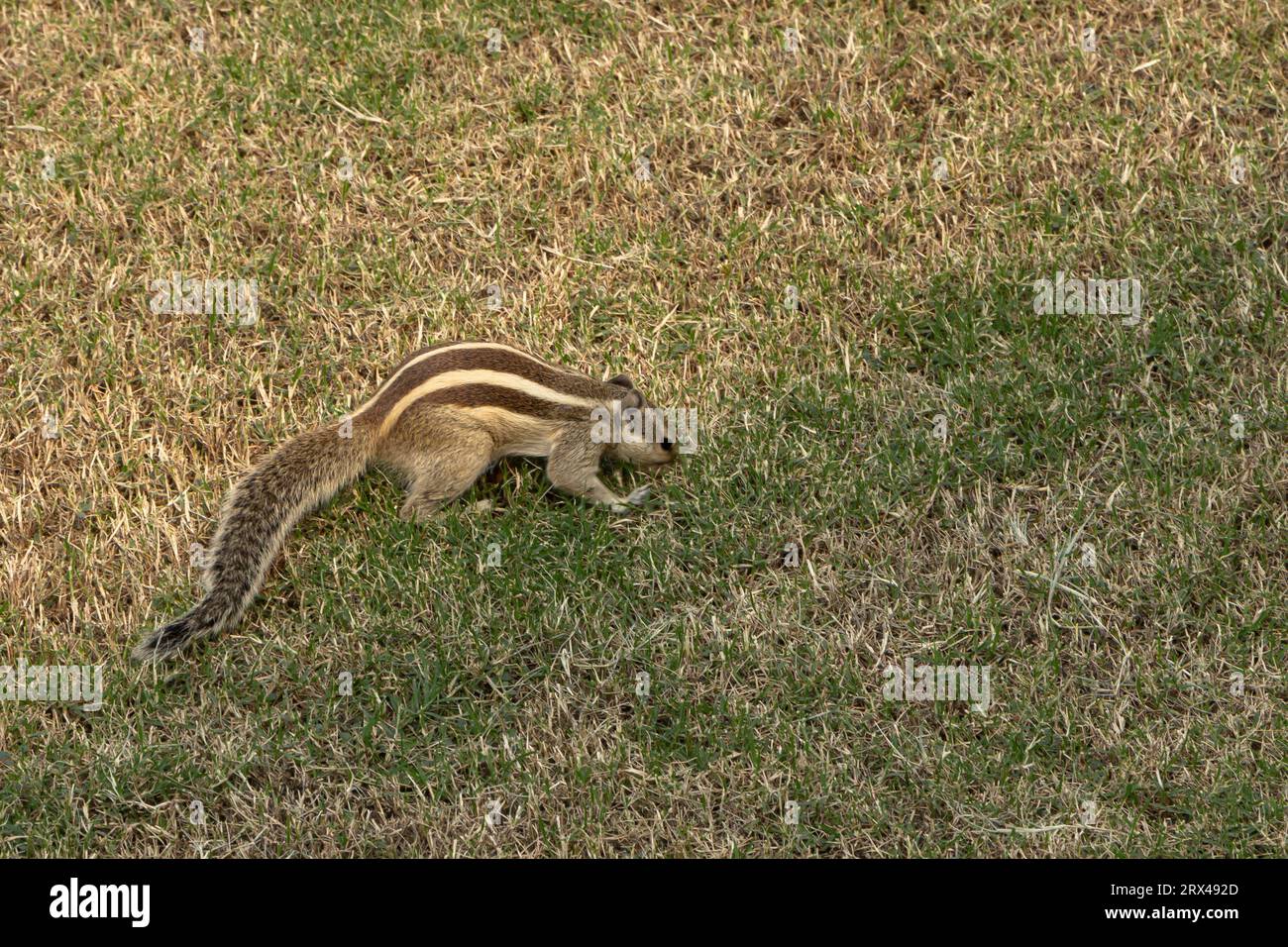 Chipmunk si accoccolano nell'erba nel giardino di un forte indiano Foto Stock