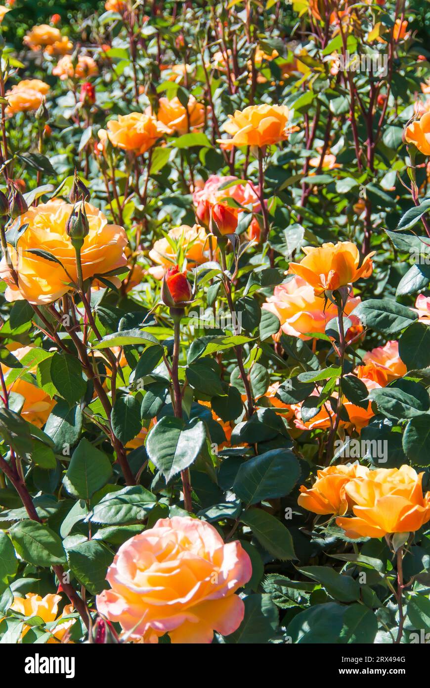Un Fato di rose Foto Stock
