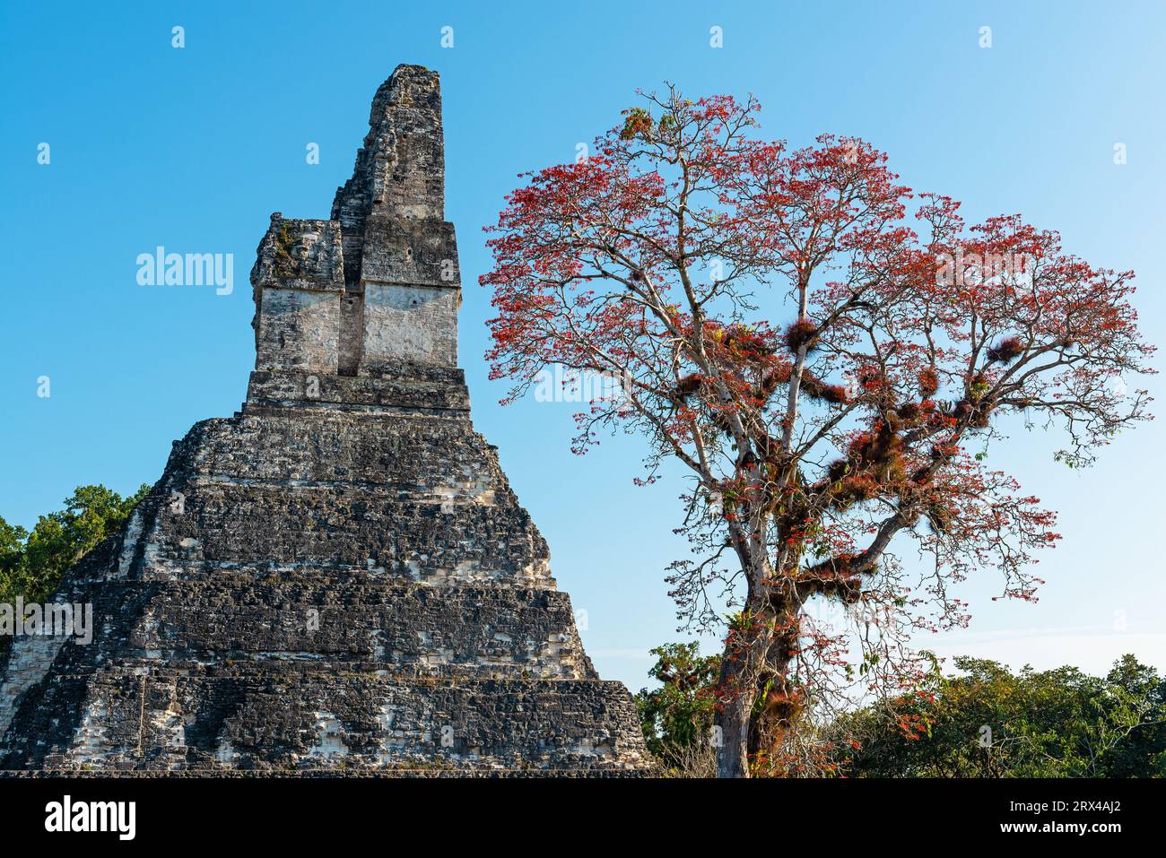 Piramide del tempio Maya Jaguar e albero tropicale con fiori rossi della giungla di Peten, Tikal, Guatemala. Foto Stock