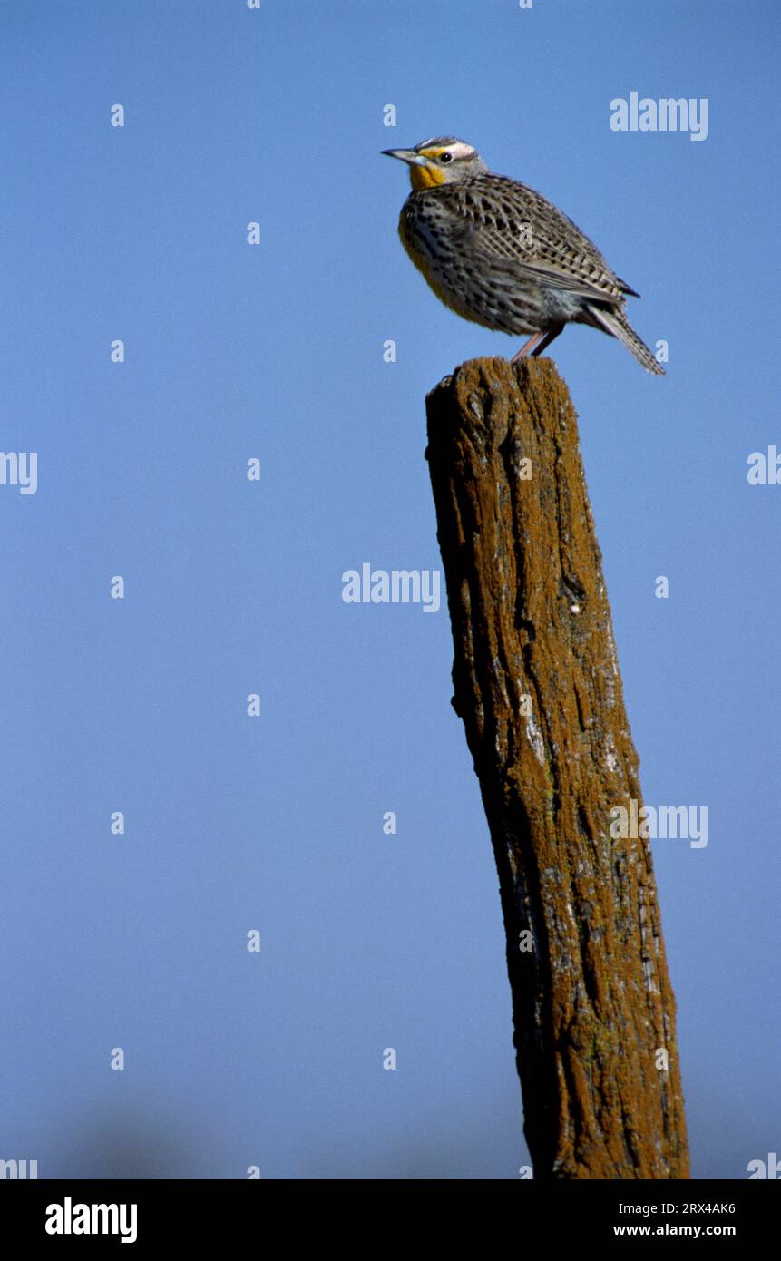 Meadowlark on fencepost, contea di Kearney, Nebraska Foto Stock