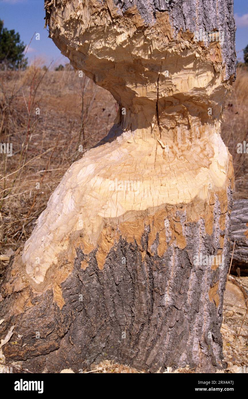 cottonwood tagliato a Beaver, Nebraska National Forest, Nebraska Foto Stock