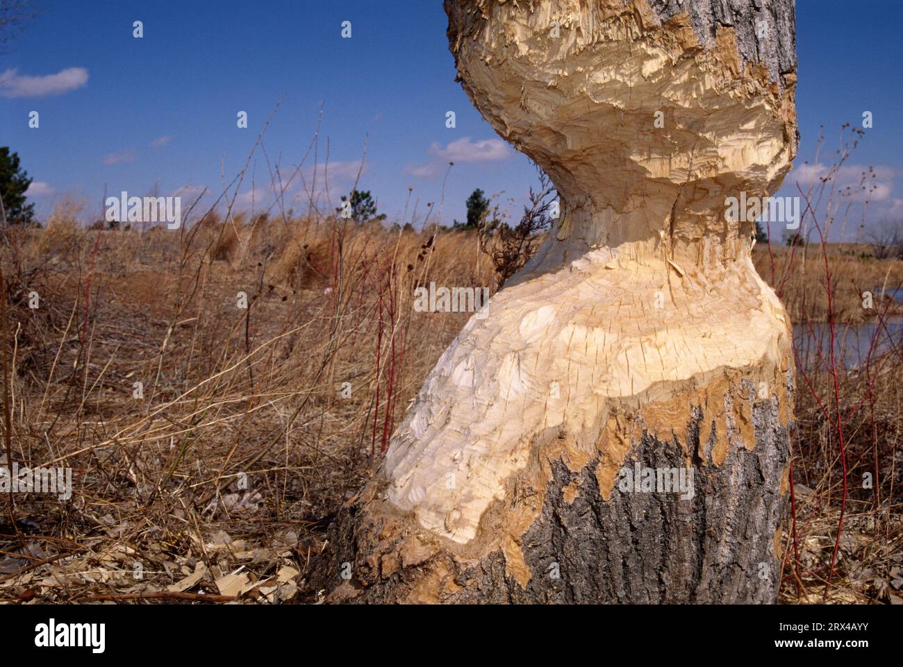 cottonwood tagliato a Beaver, Nebraska National Forest, Nebraska Foto Stock