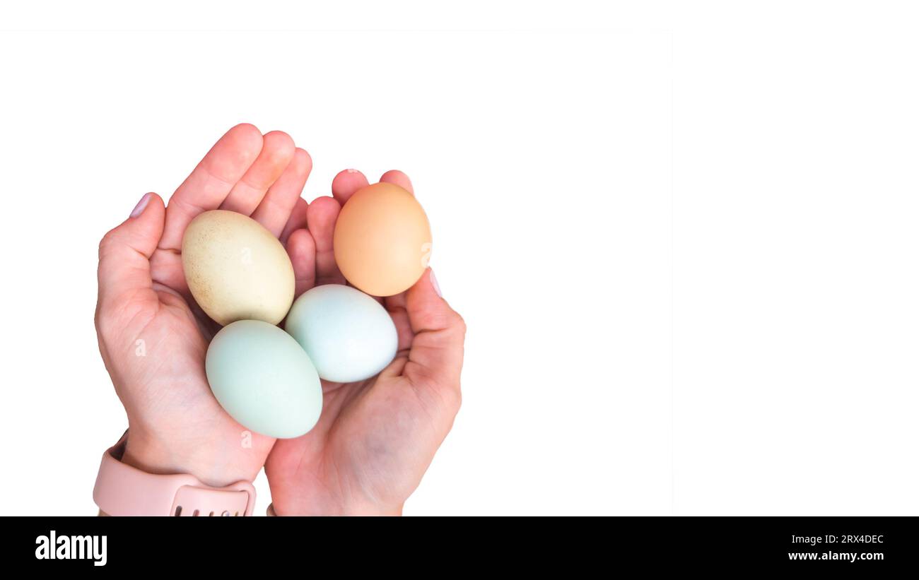 Mani di donne caucasiche che tengono uova di gallina colorate. Easter eggers di colore blu, verde e marrone. Uova di Araucana ameraucana isolate con spazio di copia Foto Stock