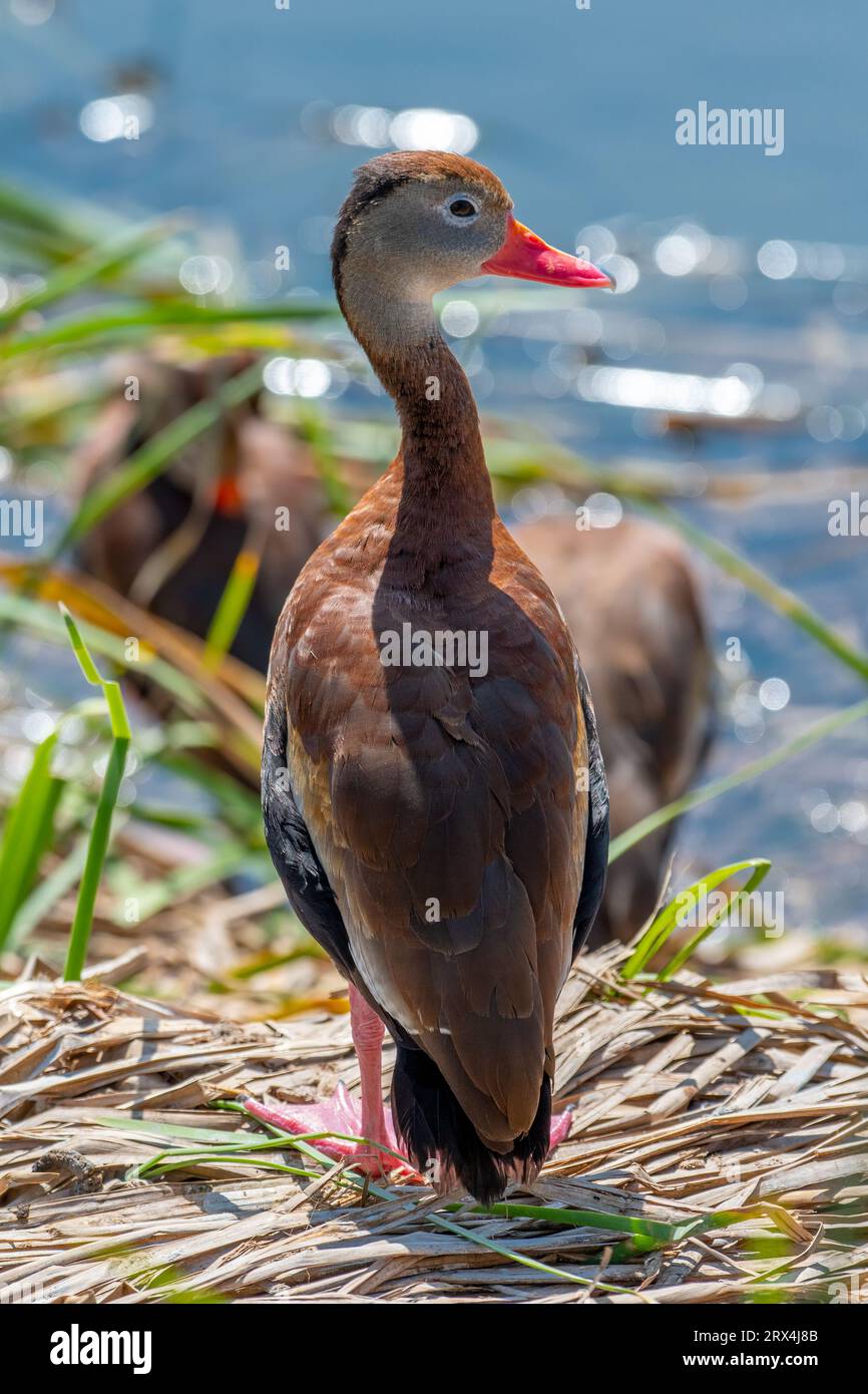 Fotografa le bellissime anatre Whistling con pancia nera mentre svolgono le loro attività quotidiane di alimentazione, foraggiamento, riposo e preparazione. Foto Stock