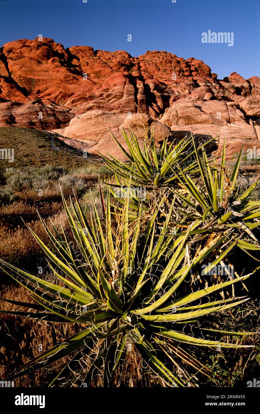 Vista sulle colline di Calico, Red Rock Canyon National Conservation Area, Nevada Foto Stock