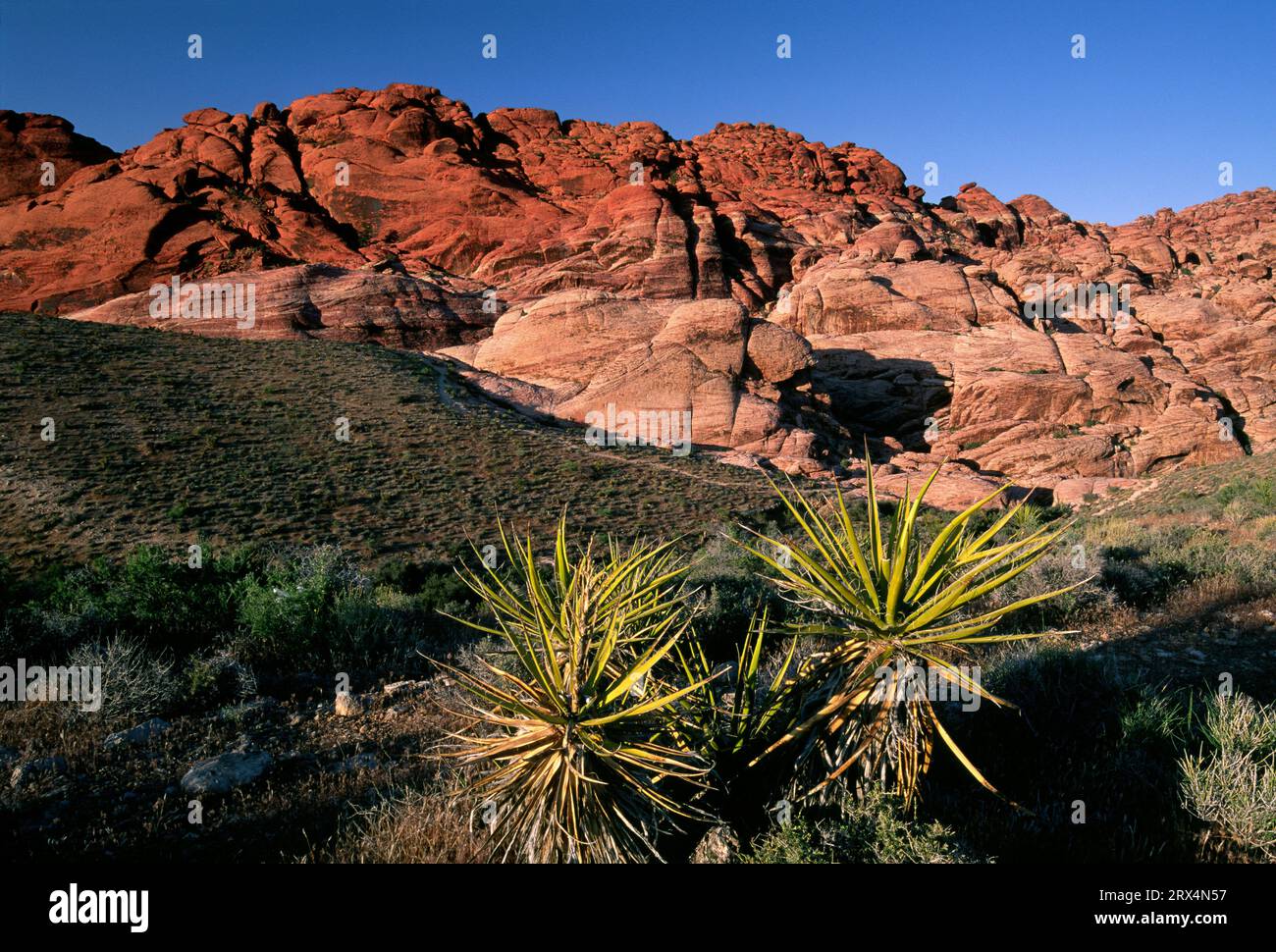 Vista sulle colline di Calico, Red Rock Canyon National Conservation Area, Nevada Foto Stock