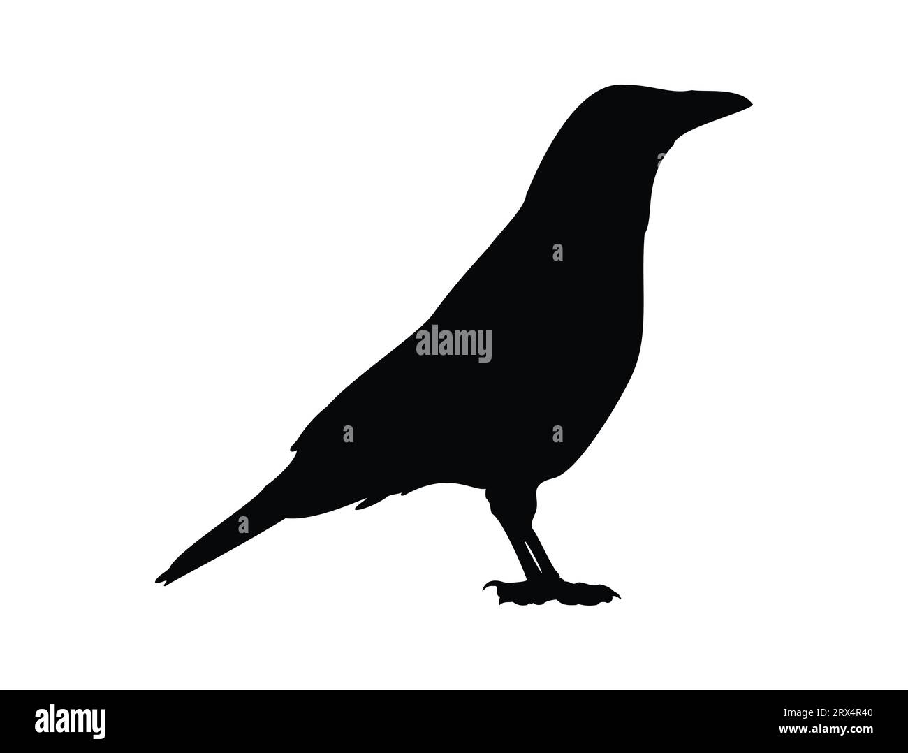 Sfondo bianco vettoriale silhouette Crow Illustrazione Vettoriale