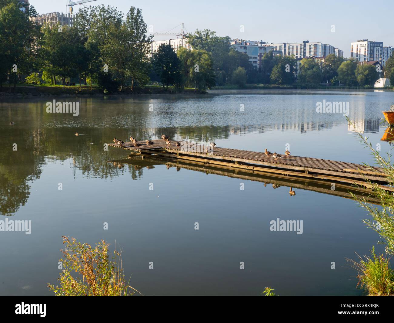 Gruppo di anatre che nuotano nelle acque blu e si stendono sul molo. Anatre che si crogiolano al sole sul molo di legno. Vita degli uccelli nei parchi. Mattinata autunnale in città alle p. Foto Stock