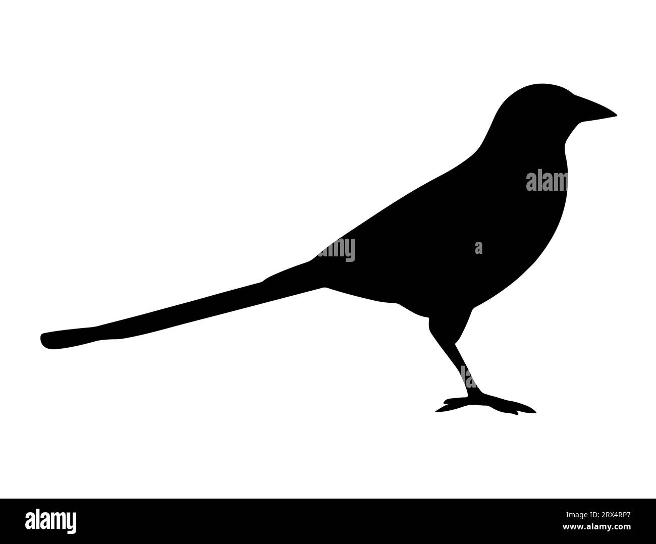 Sfondo bianco vettoriale con silhouette uccello Magpie Illustrazione Vettoriale