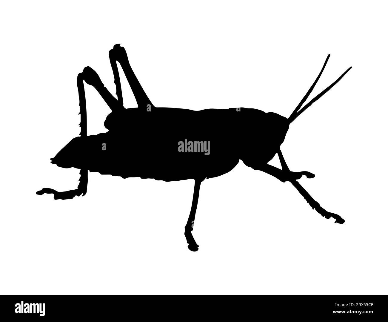 Grasshopper silhouette Vector art sfondo bianco Illustrazione Vettoriale