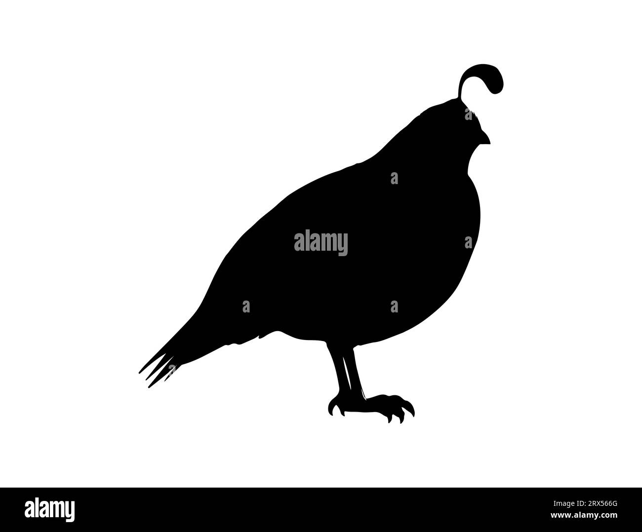 Sfondo bianco con silhouette a forma di uccello di quaglia Illustrazione Vettoriale