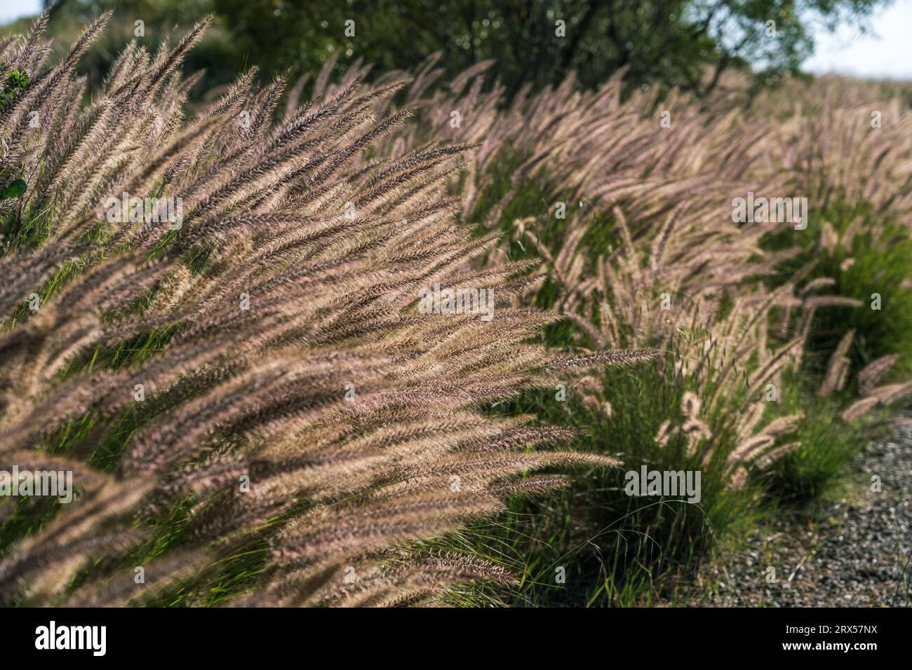 Pennisetum alopecuroides Hameln, conosciuta anche come Fontana di erba Foto Stock