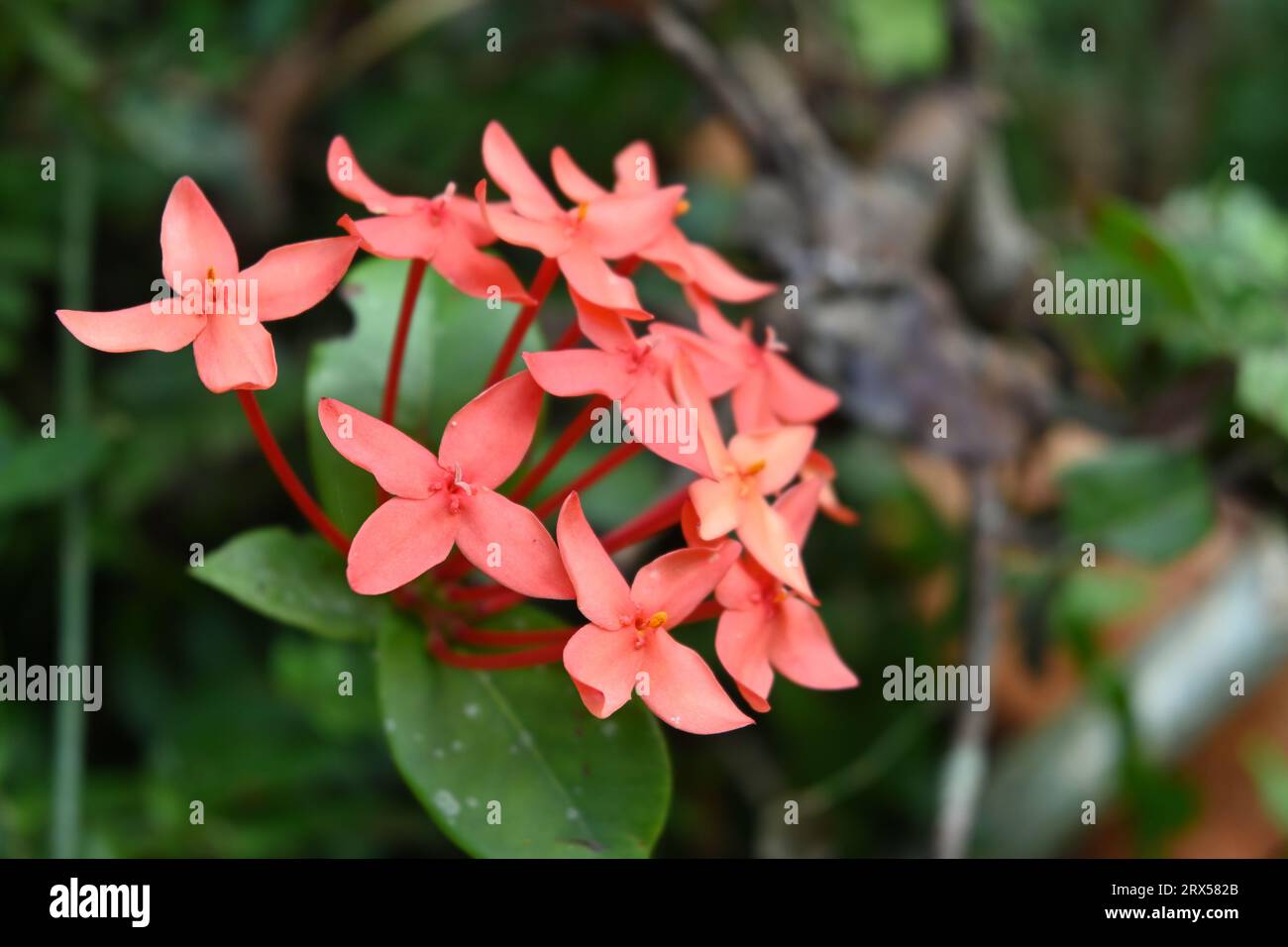 Vista ravvicinata di un gruppo di fiori rossi di geranio della giungla (Ixora Coccinea) Foto Stock