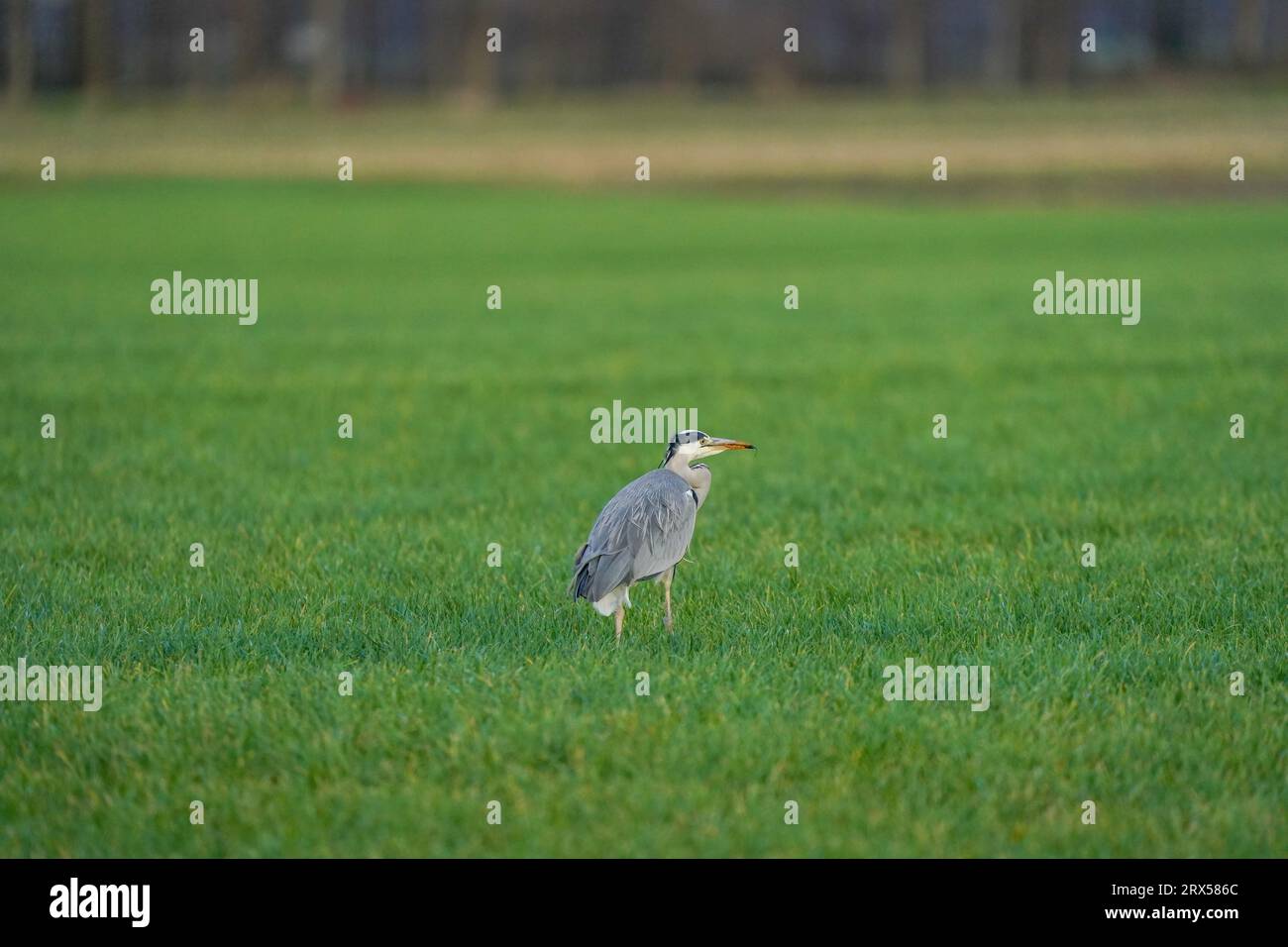 Il bellissimo uccello d'airone grigio cammina nell'erba con un insetto nel becco. Uno sfondo naturale, erba. Foto Stock