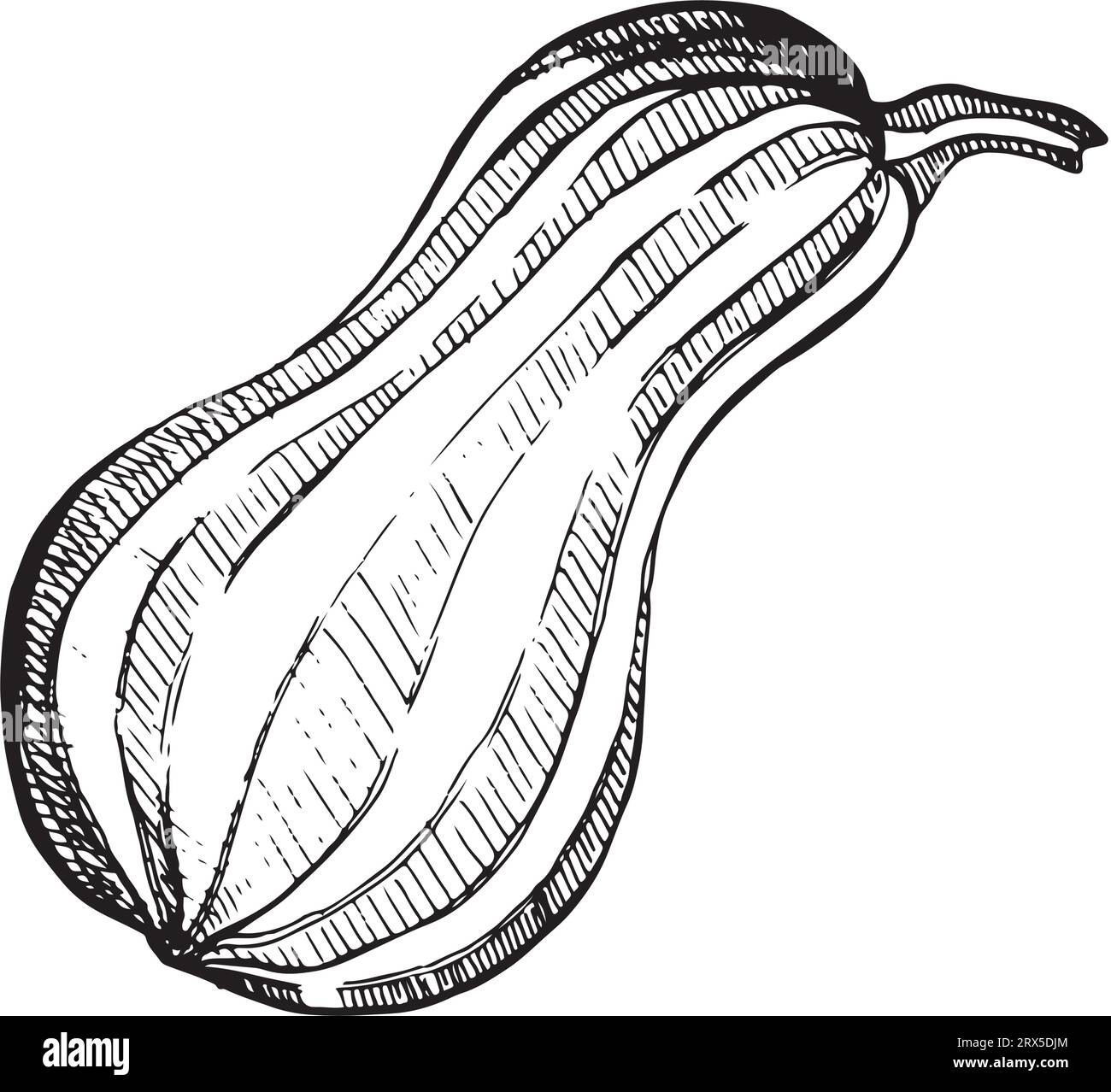 Illustrazione vettoriale. Zucca allungata a righe disegnata in grafica su sfondo bianco. Adatto per la stampa su tessuti, carta, design e creatività. Illustrazione Vettoriale