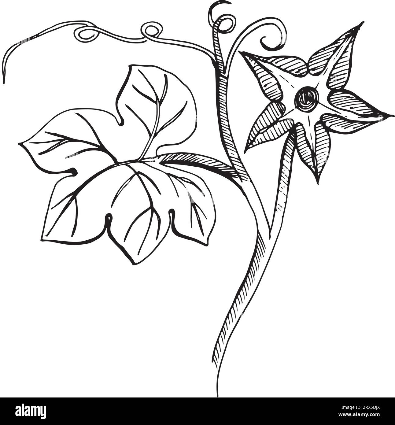 Illustrazione vettoriale. Fiore di zucca con una foglia disegnata con grafica su sfondo bianco. Adatto per la stampa su tessuti, carta, design e creatività Illustrazione Vettoriale