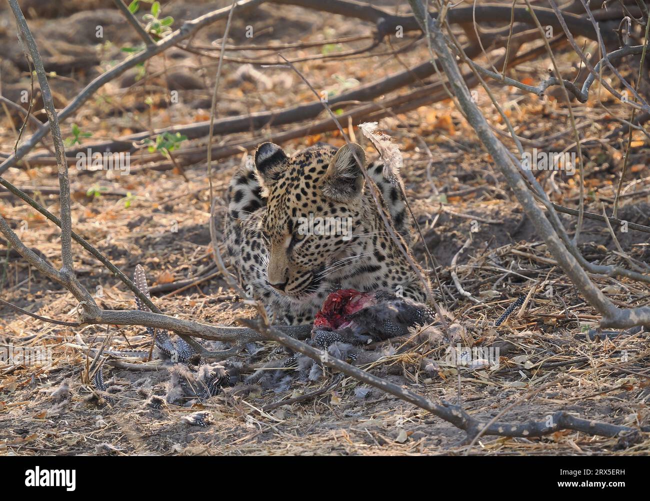 I leopardi sono cacciatori solitari che usano la furtività e il loro ambiente per essere predatori di grande successo in Africa. Foto Stock