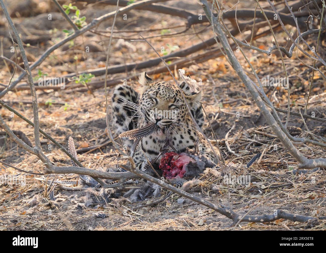 I leopardi sono cacciatori solitari che usano la furtività e il loro ambiente per essere predatori di grande successo in Africa. Foto Stock