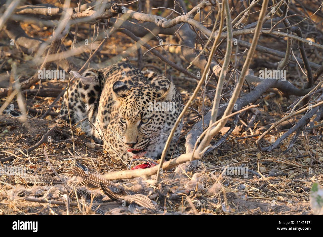 I leopardi sono cacciatori solitari che usano la furtività e il loro ambiente per essere predatori di grande successo in Africa. Foto Stock