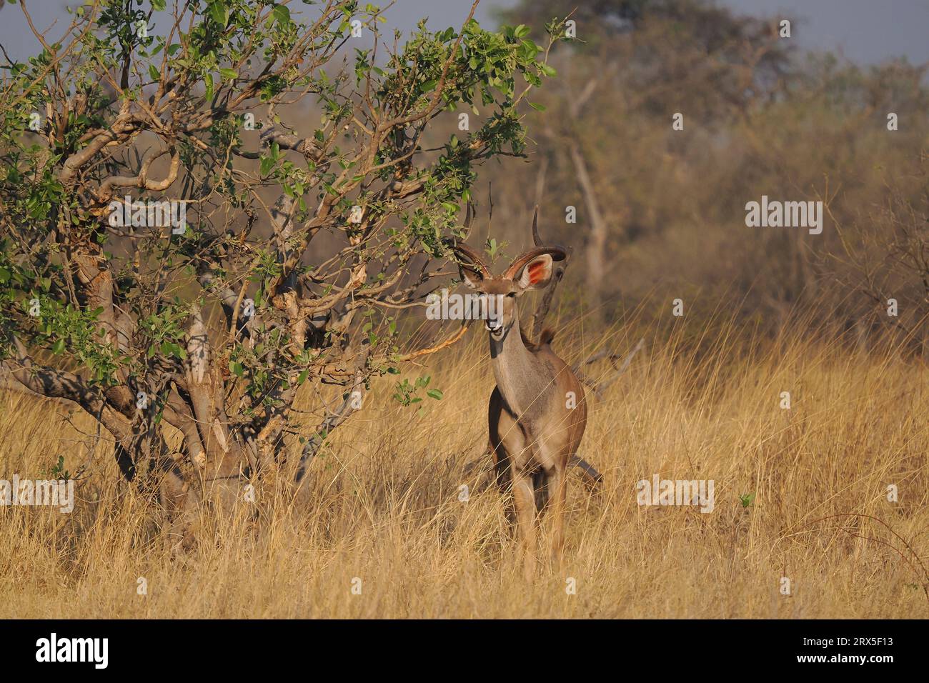 Una volta maturo maschio grande Kudu vivrà vite indipendenti. Foto Stock