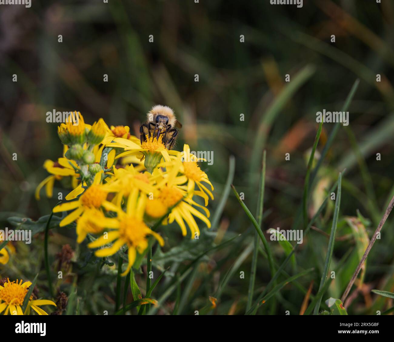 Un'ape che si nutre del fiore giallo del ragwort comune nelle pianure meridionali, Regno Unito Foto Stock