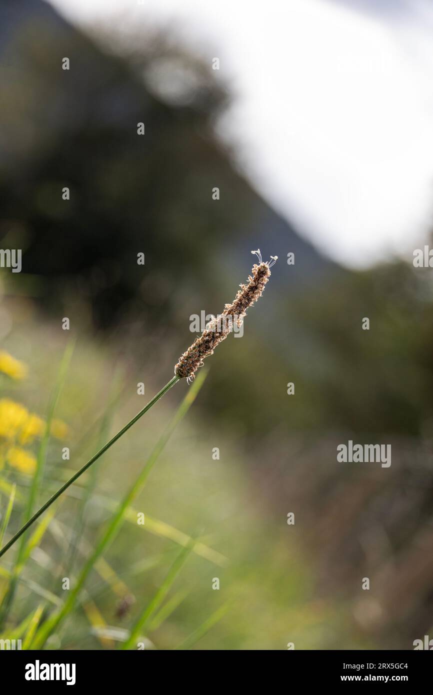 Piante selvatiche con semi soffici nella campagna del West Sussex, Regno Unito Foto Stock