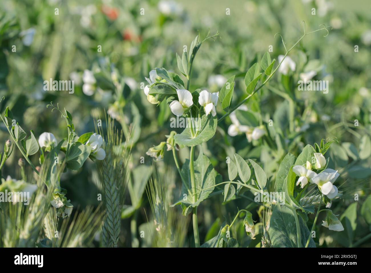 Piante di piselli in fiore (Pisum sativum) su un campo. Foto Stock