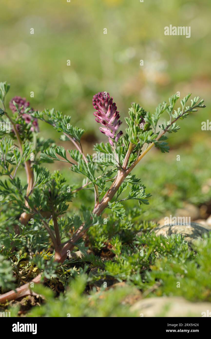 Fumo di terra in fiore (Fumaria officinalis). Foto Stock
