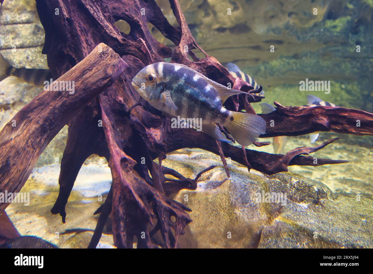 Hoplarchus è un genere di ciclidi della tribù Heroini. Contiene la singola specie Hoplarchus psittacus, endemica dei fiumi blackwater Foto Stock