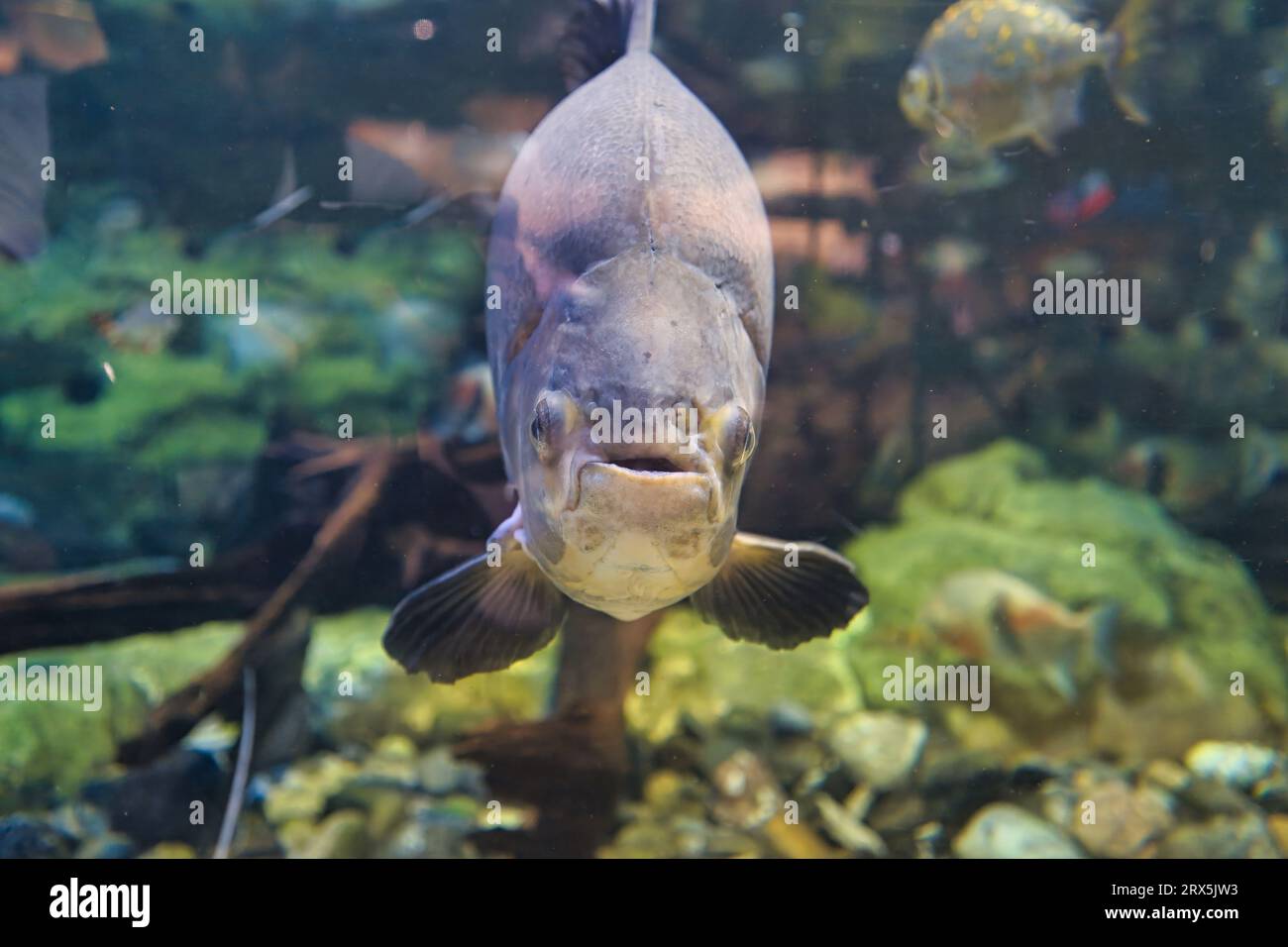 Il PACU nero (Colossoma macropomum) noto anche per l'allevamento di pesci tropicali, il tambaqui è una grande specie di pesci d'acqua dolce della famiglia Serrasalmi Foto Stock