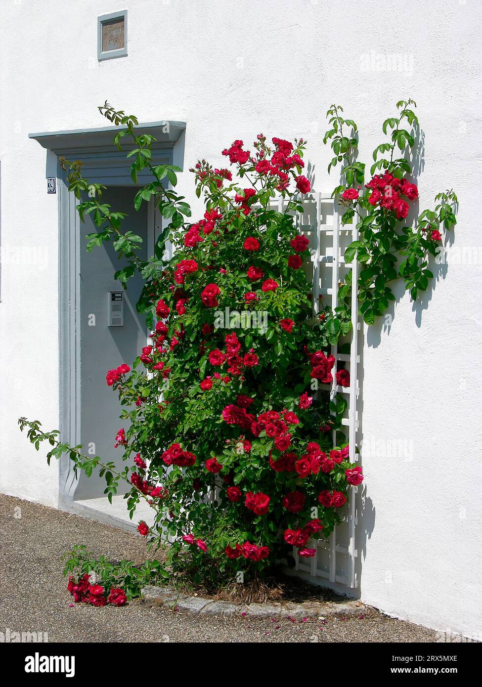 Rose rosse da arrampicata accanto alla porta d'ingresso, rose bianche da arbusti Foto Stock