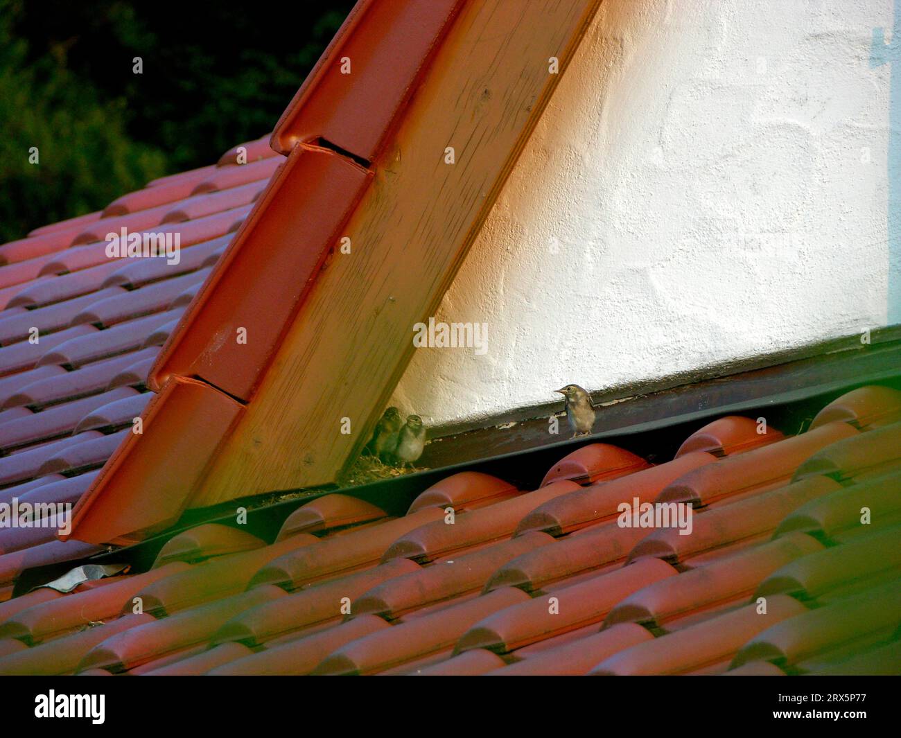 Coda bianca a tutti gli effetti (Motacilla alba), coda di coda sul tetto di una casa Foto Stock