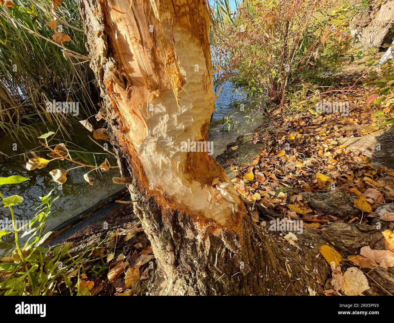 Havel, riva est, area balneare grande pendio di pietra, castori abbattuti un albero, Berlino, Germania Foto Stock