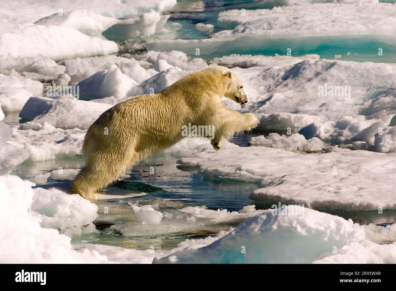 Orso polare (Thalassarctos maritimus) stretto di Davis, Labrador, Canada Foto Stock