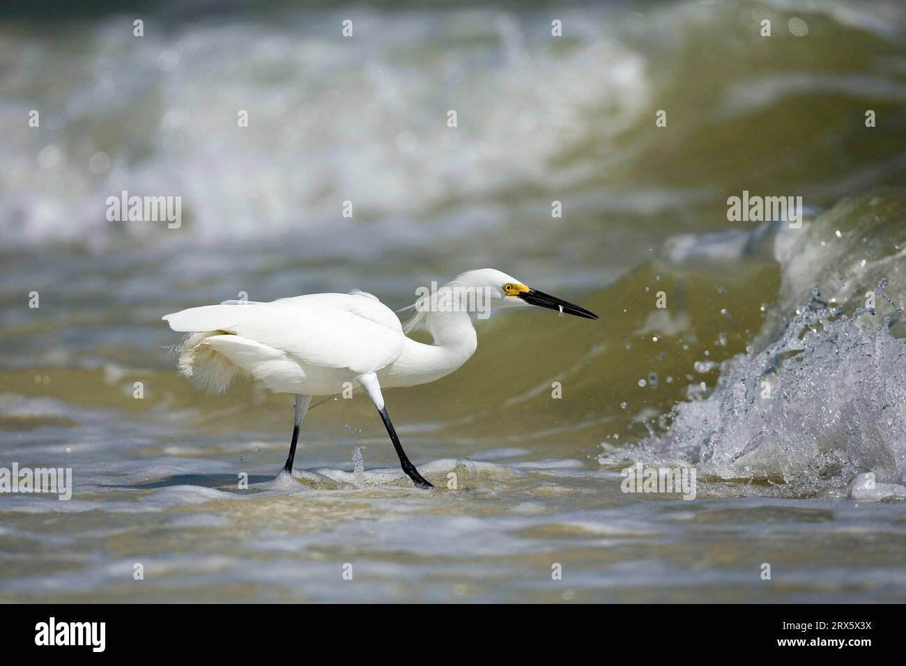 Egretto innevato (Egretta thula), Sanibe, Heron, laterale, Islanda, USA Foto Stock