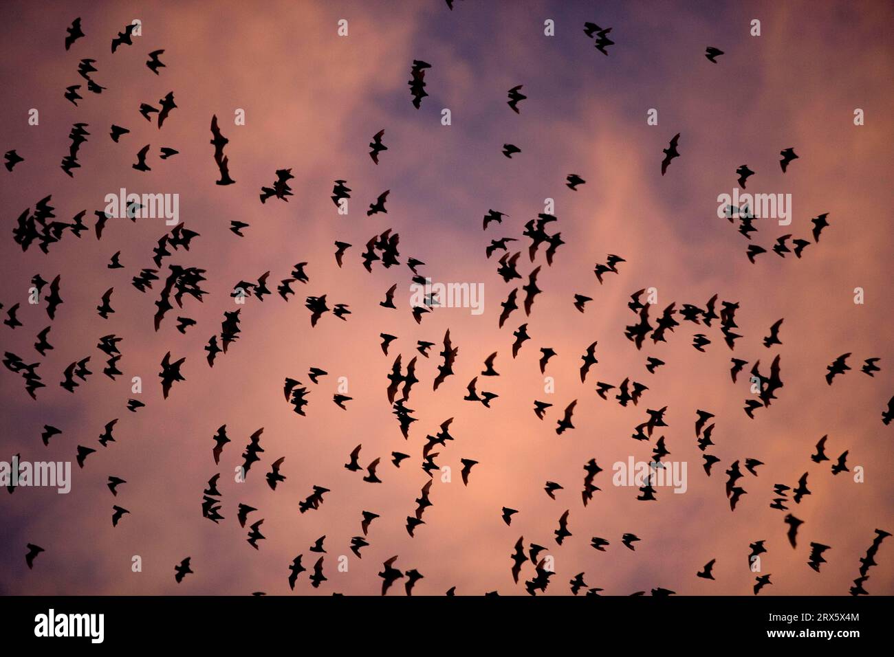 Pipistrelli bulldog messicani, Austin, Texas (Tadarida brasiliensis), guano bat, bulldogg bat, USA Foto Stock