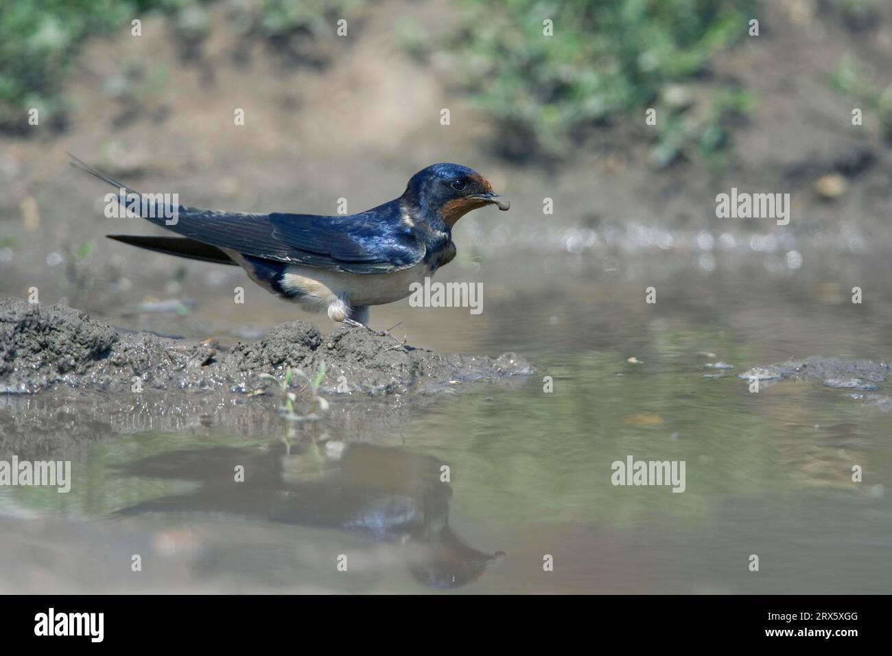 Barn Swallow (Hirundo rustica) che raccoglie fango come materiale di nidificazione, Bulgaria Foto Stock