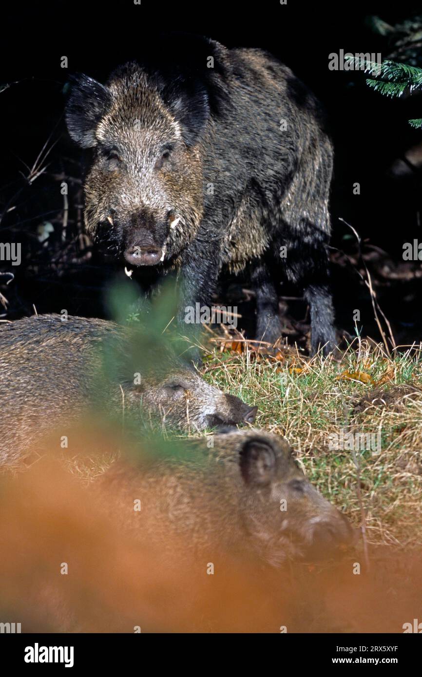 Cinghiale (Sus scrofa), i maschi adulti di solito conducono una vita solitaria, cercando solo il contatto con le femmine durante la stagione di accoppiamento (cinghiale) (foto Wild Foto Stock